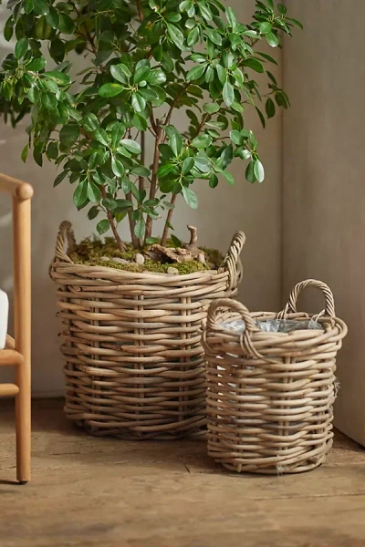 Terrain Rattan Cylinder Basket Planter In Green