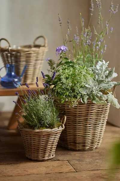 Terrain Rattan Tapered Basket Planter In Green