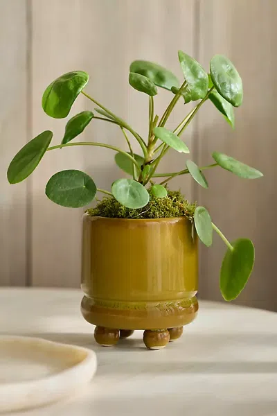 Terrain Reactive Glaze Footed Cylinder Pot In Gold