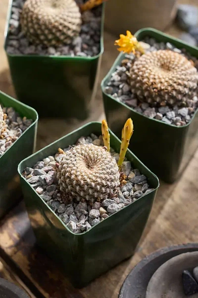 Terrain Rebutia Arenacea Plant In Green