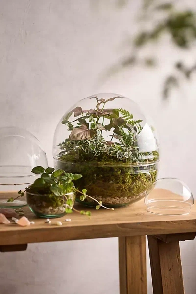 Terrain Recycled Glass Ball Terrarium