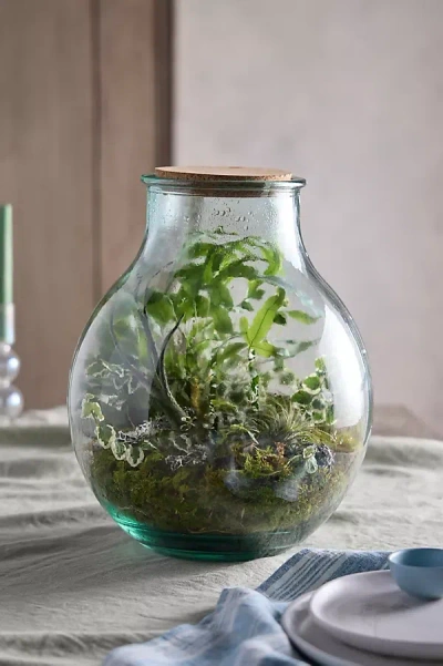 Terrain Recycled Glass Bulb Terrarium In Transparent