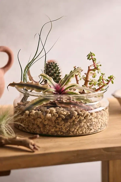 Terrain Recycled Glass Low Bowl Terrarium In Neutral