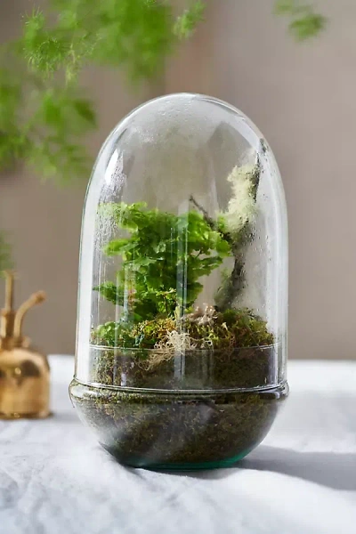 Terrain Recycled Glass Oval Terrarium