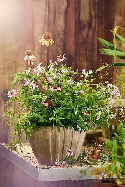 Terrain Ribbed Terracotta Low Taper Pot In Beige