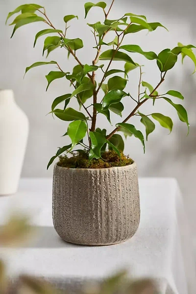 Terrain Ridged Barrel Stoneware Planter