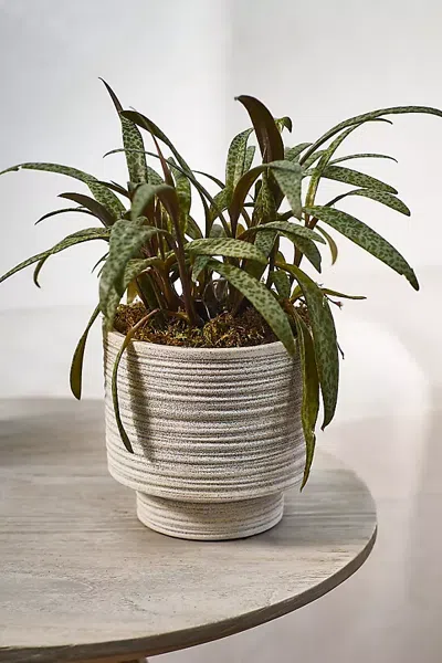 Terrain Ridged Texture Footed Planter In Grey