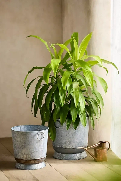 Terrain Ring Handle Galvanized Urn