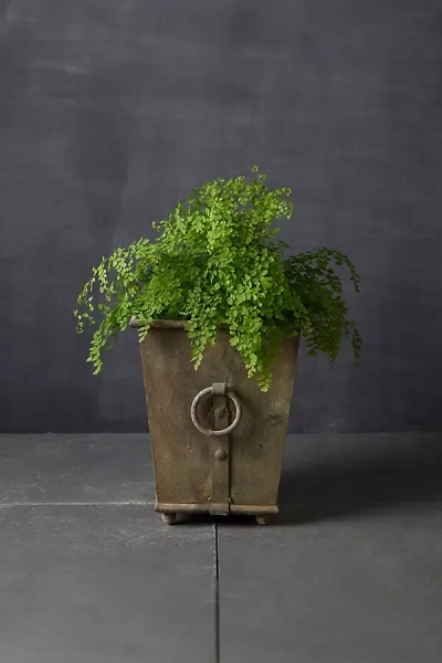 Terrain Ring Handle Iron Taper Planter, 15" In Green