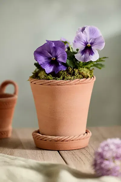Terrain Rope Rim Galestro Pot + Saucer Set In Multi