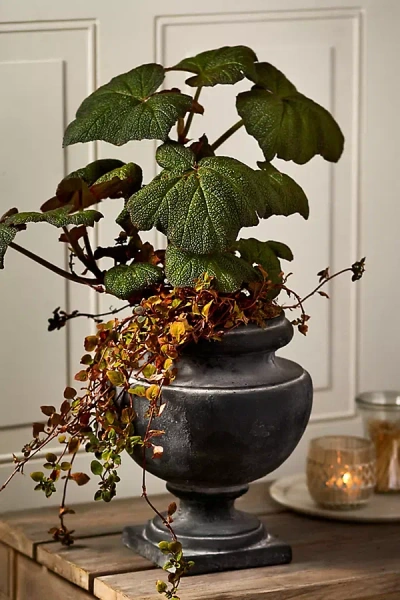Terrain Rounded Cast Iron Urn Planter