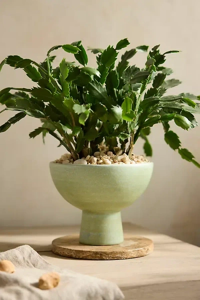 Terrain Rounded Ceramic Urn Planter