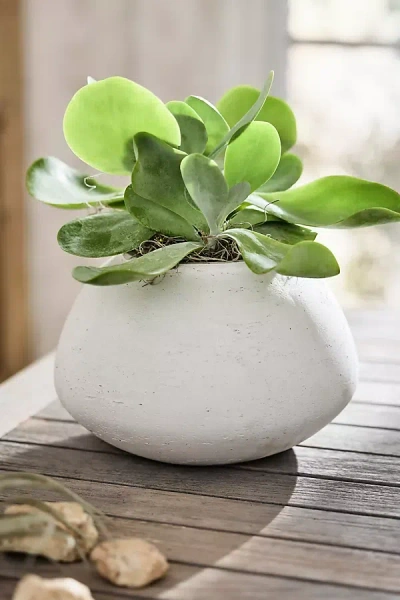 Terrain Rounded Jar Cement Planter In Green