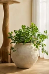 Terrain Rounded Jar Terracotta Planter