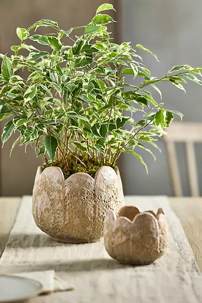 Terrain Rounded Leaves Ceramic Planter In Pink