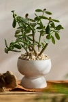 Terrain Rounded Pedestal Earthenware Urn Planter