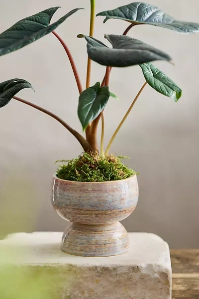 Terrain Rounded Pedestal Earthenware Urn Planter In Neutral