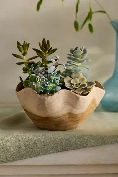Terrain Ruffled Teak Root Bowl Planter In Multi