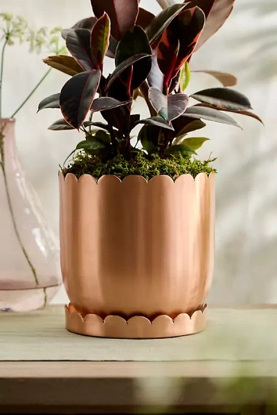 Terrain Scallop Edge Polished Copper Planter