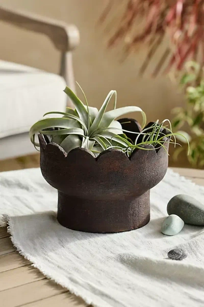 Terrain Scallop Edge Terracotta Bowl Planter