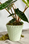 Terrain Scalloped Lattice Ceramic Taper Pot