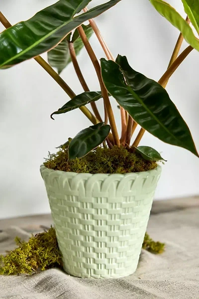 Terrain Scalloped Lattice Ceramic Taper Pot