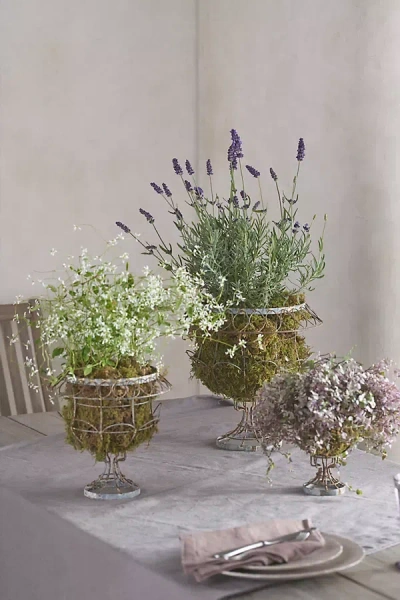 Terrain Scalloped Wire Urn Planter In Gray