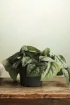 Terrain Scindapsus Silver Ann In Multicolor