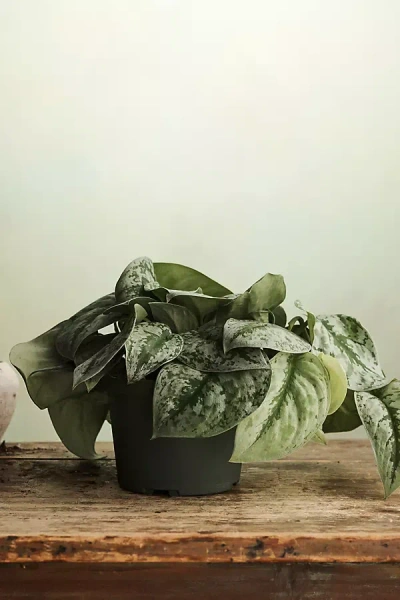 Terrain Scindapsus Silver Ann In Multicolor