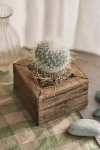 Terrain Square Cactus Planter