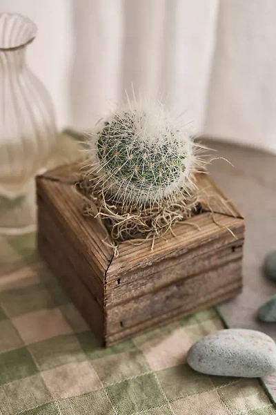 Terrain Square Cactus Planter In Brown