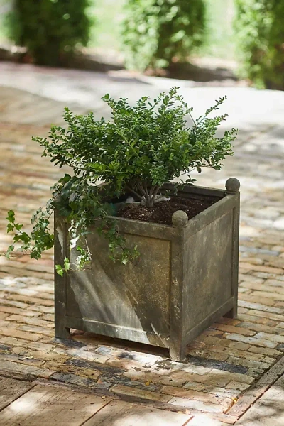 Terrain Square Galvanized Planter, 18" In Brown