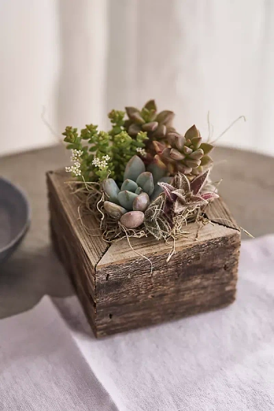 Terrain Square Succulent Planter In Brown