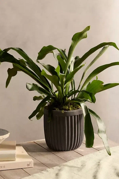 Terrain Staghorn Fern In Green