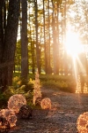 Terrain Stargazer Nature Effects Illuminated Vine Sphere