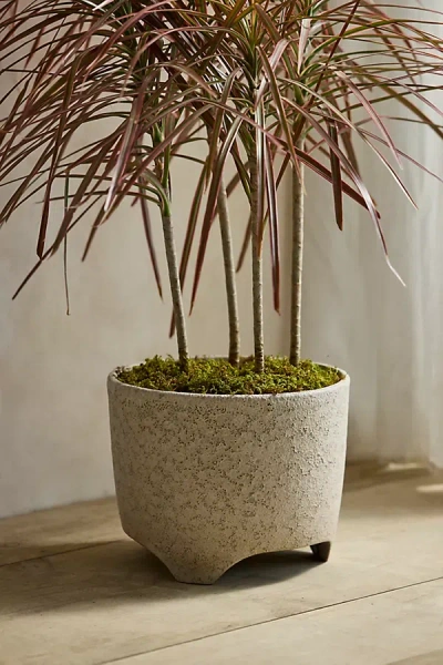 Terrain Stiletto Cylinder Ceramic Planter