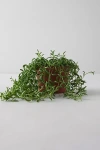 Terrain String Of Bananas Plant
