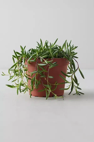 Terrain String Of Pickles Plant In Green