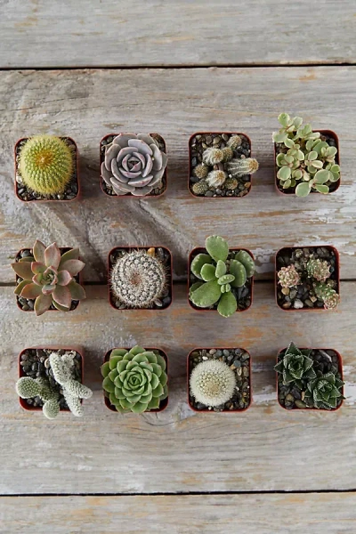 Terrain Succulent + Cactus Collection, Set Of 12 In Multi