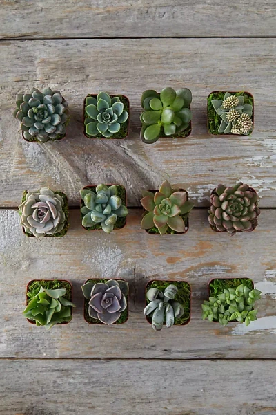 Terrain Succulent Collection, Set Of 12 In Green