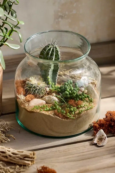 Terrain Succulent Terrarium Planting Kit In Multi