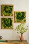 Terrain Swirl Preserved Moss Frame In Multicolor