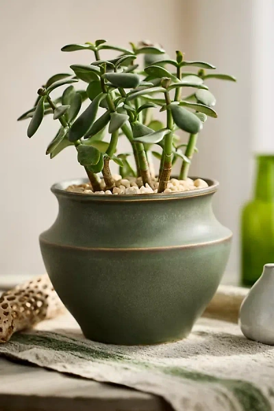 Terrain Tapered Jar Ceramic Planter In Green