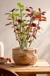 Terrain Teak Root Half Moon Planter