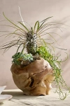 Terrain Teak Root Round Pot