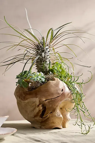 Terrain Teak Root Round Pot In Beige