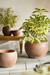 Terrain Terracotta Globe Planter