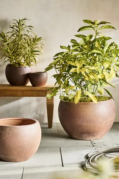 Terrain Terracotta Globe Planter In Brown