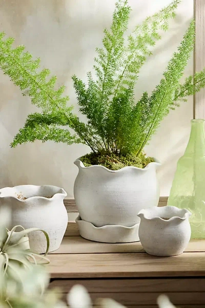 Terrain Terracotta Pie Crust Rim Planter, Round