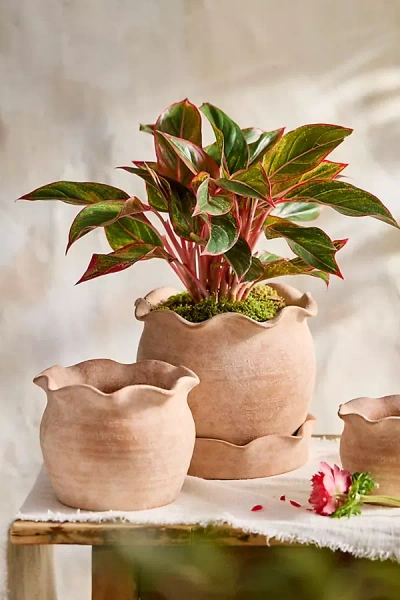 Terrain Terracotta Pie Crust Rim Planter, Round
